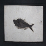 1586-1590. 어류화석 (대표사진)