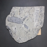 1591-1595.식물화석 (대표사진)