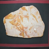 1601-1605. 식물화석 (대표사진)