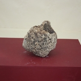 1611-1615. 산호화석 (대표사진)