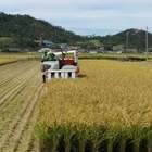 벼 적기수확으로 고품질 쌀 생산..'새누리벼 등 중만생종 9월 25일부터 수확해야...