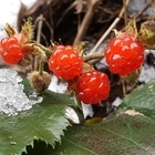 유네스코생물권보전지역 신안 겨울딸기..'한겨울 먹음직스럽게 과실을 맺다'