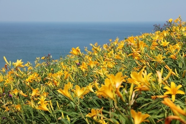 신안군, 섬 원추리 축제가 7월 7일부터 10일간 홍도에서 열린다..'야생화의 천국 홍도에서 바다의 향연 따라 펼쳐진 노란 원추리꽃 물결 펼쳐져'1